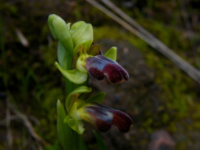 Ophrys fusca subsp. caesiella???